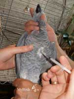 Внутримышечный укол крупной птице - как делать инъекцию попугаю